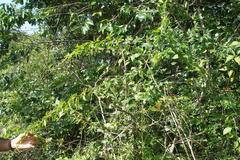 Sageretia filiformis